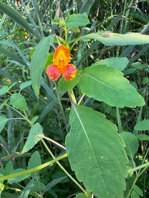 Jewelweed Anti-Itch Salve