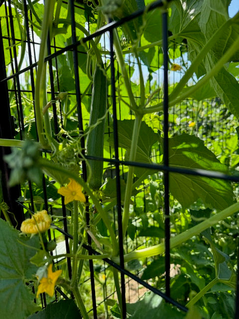 Luffa Seeds