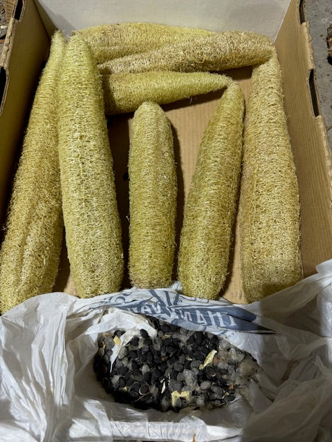 Luffa Seeds